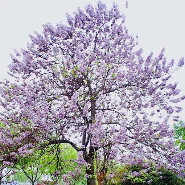 58紫花泡桐